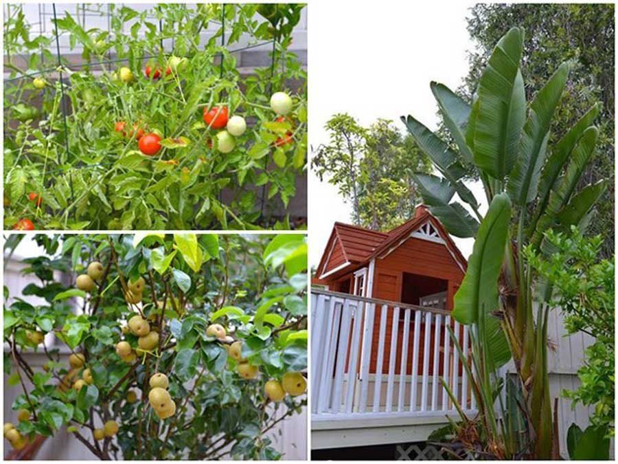 Hong Ngoc showcases vegetable gardens in the United States