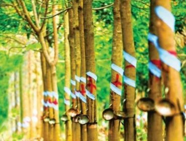 Rubber Industry Group loses VND 20 billion per year for Long Thanh Airport